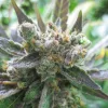 Semillas Feminizadas Dutch Passion Master Kush