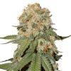 Semillas Feminizadas Dutch Passion Orange Bud