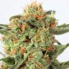 Semillas Feminizadas Dutch Passion Orange Hill Special