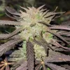 Semillas Feminizadas Dutch Passion Purple #1