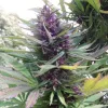 Semillas Feminizadas Dutch Passion Shaman