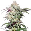 Semillas Feminizadas Dutch Passion Skywalker Haze
