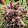 Semillas Feminizadas Dutch Passion Strawberry Cough