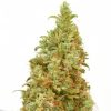 Semillas Feminizadas Dutch Passion THC-Victory