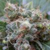 Semillas Feminizadas Dutch Passion White Widow