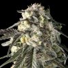 Semillas Feminizadas Fire DOG de Advanced Seeds