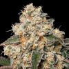 Semillas Feminizadas Forbidden Fruit Cake de Advanced Seeds
