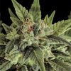 Semillas Feminizadas Fruit Auto de Dinafem Seeds