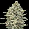 Semillas Feminizadas Gelato #33 Fast de Advanced Seeds