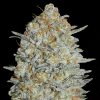 Semillas Feminizadas Gelato #33 de Advanced Seeds