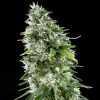 Semillas Feminizadas Genehtik Seeds Kritikal Bilbo x AK-47