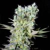 Semillas Feminizadas Genehtik Seeds Northern Lights X