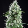 Semillas Feminizadas Genehtik Seeds Super Silver Bilbo