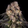 Semillas Feminizadas Girl Scout Cookies Strain de Barney's Farm