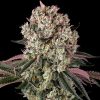 Semillas Feminizadas Glookies Strain de Barney's Farm