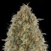 Semillas Feminizadas Gorilla Blue de Advanced Seeds