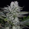 Semillas Feminizadas Gorilla CBD de Dinafem Seeds