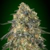 Semillas Feminizadas Gorilla de 00 Seeds