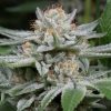 Semillas Feminizadas Gorilla de Dinafem Seeds