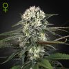 Semillas Feminizadas Green House Seeds Auto-Bomb