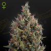 Semillas Feminizadas Green House Seeds Big Bang Auto