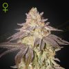 Semillas Feminizadas Green House Seeds Black Toffee Auto