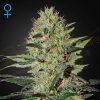Semillas Feminizadas Green House Seeds Exodus Cheese Auto