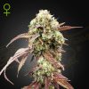 Semillas Feminizadas Green House Seeds West Coast OG x Gelato Auto 41