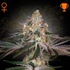 Semillas Feminizadas Green House Seeds White Widow