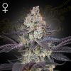 Semillas Feminizadas Green House Seeds Ztrawberry
