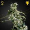 Semillas Feminizadas Green House Sweet Seeds Arjan's Ultra Haze 2
