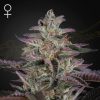 Semillas Feminizadas Green House Sweet Seeds Banana Krumble