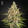 Semillas Feminizadas Green House Sweet Seeds Bubba Slush
