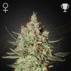 Semillas Feminizadas Green House Sweet Seeds Cheese