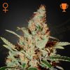 Semillas Feminizadas Green House Sweet Seeds Chemdog