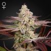Semillas Feminizadas Green House Sweet Seeds Chemical Bride