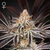 Semillas Feminizadas Green House Sweet Seeds Dark Phoenix