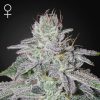 Semillas Feminizadas Green House Sweet Seeds Franco's Lemon Cheese