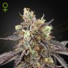 Semillas Feminizadas Green House Sweet Seeds Gelato 41 x Gelato 41 Auto