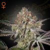 Semillas Feminizadas Green House Sweet Seeds Great White Shark
