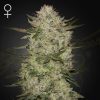 Semillas Feminizadas Green House Sweet Seeds HighCloudZ Auto