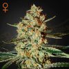 Semillas Feminizadas Green House Sweet Seeds Himalaya Gold