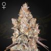 Semillas Feminizadas Green House Sweet Seeds Holy Snow