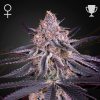 Semillas Feminizadas Green House Sweet Seeds King's Juice