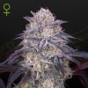 Semillas Feminizadas Green House Sweet Seeds King's Juice Auto