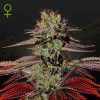 Semillas Feminizadas Green House Sweet Seeds King’s Kush Auto