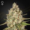 Semillas Feminizadas Green House Sweet Seeds Lost Pearl