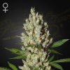 Semillas Feminizadas Green House Sweet Seeds Moby Dick