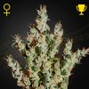 Semillas Feminizadas Green House Sweet Seeds NL5 Haze Mist