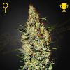 Semillas Feminizadas Green House Sweet Seeds Neville's Haze